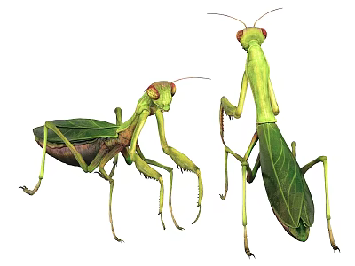 Two Green Praying Mantises With Leaf Like Body In Standing Pose 3d model