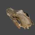 Realistic Animal Skull Side View With Sharp Canine Teeth And Bone Texture