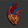 Thoracic Organ Anatomical Heart Model With Colorful Detailed Red Blue Pink Yellow Parts