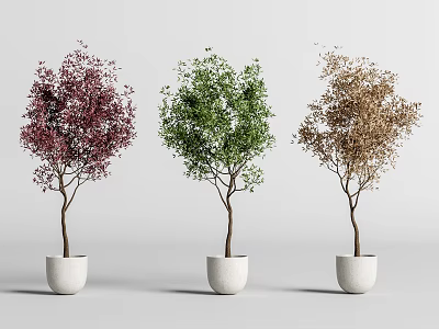 Three Different Colored Bonsai Plants in White Pots Displayed on Grey Surface 3d model