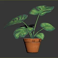 Vibrant Monstera Plant With Green Leaves In Orange Pot For Indoor Decor