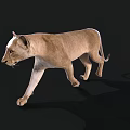 Lioness 3D Model Walking With Realistic Fur And Shadow On Black Background