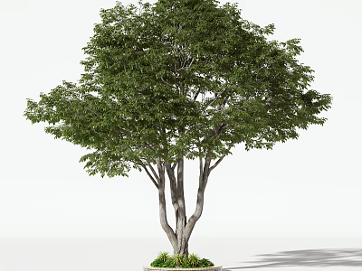 Lush Green Arbor With Multiple Trunks Planted In Round Planter With Fresh Grass 3d model