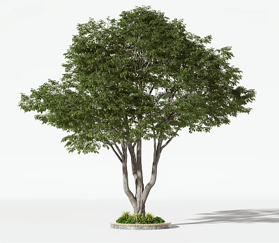 Lush Green Arbor With Multiple Trunks Planted In Round Planter With Fresh Grass 3d model