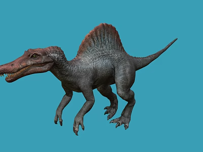 Detailed Realistic Spinosaurus Dinosaur Model With Sailback On Blue Background 3d model
