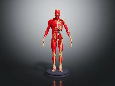 Human Anatomical Muscle And Skeleton Model Displaying Detailed Body Structure On Base 3d model