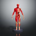Human Anatomical Muscle And Skeleton Model Displaying Detailed Body Structure On Base
