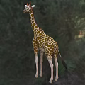 Giraffe Lizard In Natural Habitat With Green Forest And Grassland Background