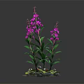 Vibrant Plant With Green Leaves Pink Flowers Small Leaves And Soil