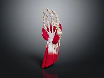 3D Human Hand Anatomical Model Showing Muscles And Skeletal Structure 3d model