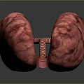 Medical Device 3D Lung Model for Anatomical Visualization in Medical Training 3d model