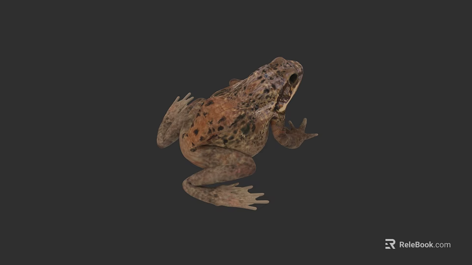 Aquatic Animal Frog With Brown Spotted Skin And Webbed Feet In Natural Habitat 3d model 