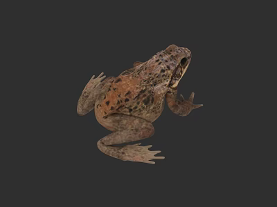 Aquatic Animal Frog With Brown Spotted Skin And Webbed Feet In Natural Habitat 3d model