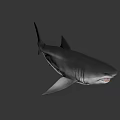 Realistic Shark 3D Model With Open Mouth Sharp Teeth And Gray Body 3d model