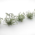 Green Curly Leaf Plants Arranged in Row on White Background for Indoor Decor
