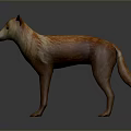 Orange And White Dingo With Short Fur Standing On Gray Background