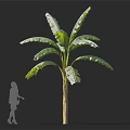 Banana Tree With Large Green Leaves And Human Silhouette For Size Comparison