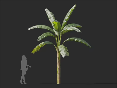 Banana Tree With Large Green Leaves And Human Silhouette For Size Comparison 3d model
