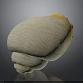 Sea Snail With Light Yellow Striped Shell And Spiral Base On Dark Background