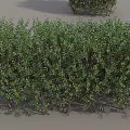 Various Shaped Green Shrubs For Garden Landscaping And Outdoor Decoration