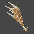 Realistic Giraffe 3D Model With Brown White Spots And Long Neck Standing On Black Background