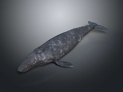 Detailed 3D Whale Model with Red and White Spots on Its Body Against Dark Background 3d model