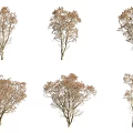 Various Arbor Trees With Brown Leaves And Distinct Trunk Shapes 3d model