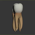 Tooth Models In Different Stages Showing Structure With Roots And Crowns On Gray Background 3d model