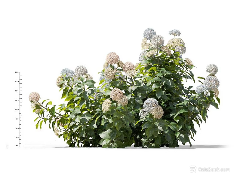 Lush Blooming Hydrangea Shrub With White And Light Pink Blooms And Green Leaves 3d model 