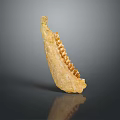 Ancient Serrated Fossil Specimen With Yellowish Bone Structure On Gray Background