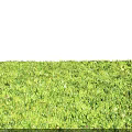Lush Green Grass With Small White Flowers In Natural Outdoor Setting
