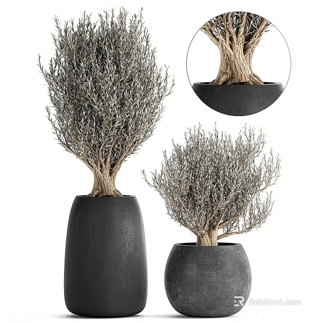 Elegant Bonsai Plants in Black Pots with Exposed Roots and Grayish Branches for Indoor Decor 3d model 