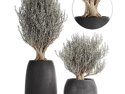 Elegant Bonsai Plants in Black Pots with Exposed Roots and Grayish Branches for Indoor Decor 3d model