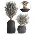 Elegant Bonsai Plants in Black Pots with Exposed Roots and Grayish Branches for Indoor Decor