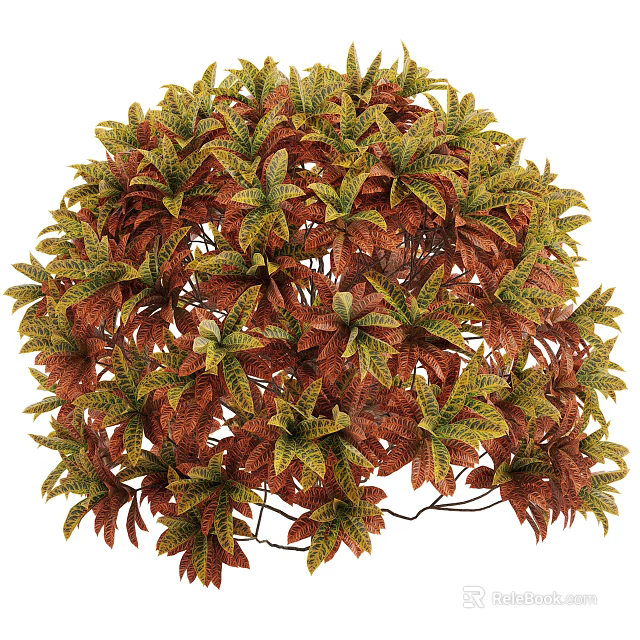 Decorative Shrub With Colorful Variegated Red Green And Yellow Leaves For Garden Decoration 3d model 