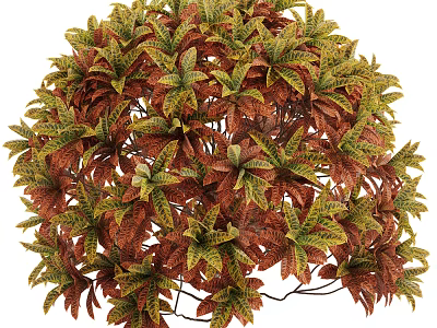 Decorative Shrub With Colorful Variegated Red Green And Yellow Leaves For Garden Decoration 3d model