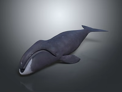 Detailed Dark Colored Whale 3D Model in Gradient Gray Background with Reflective Surface 3d model