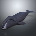 Detailed Dark Colored Whale 3D Model in Gradient Gray Background with Reflective Surface 3d model
