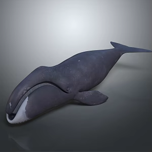 whale cartoon whale mammal marine mammal marine animal fish freshwater fish marine fish 3d model