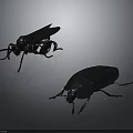 Two Black Insects Displayed with Distinct Body Shapes on Gray Background 3d model