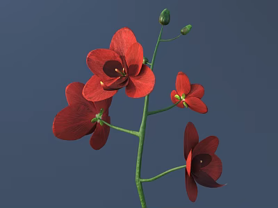 Vibrant Red Flowers With Open Blooms Fresh Buds And Green Stem On Dark Blue Background 3d model