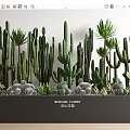 Cacti And Succulents Plant Combination In Black Rectangular Planter With Green Foliage