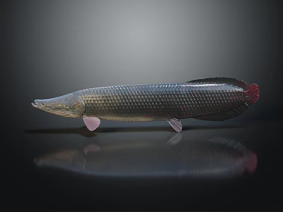 Slender Aquatic Animal with blue silver scales red tail on dark background and clear reflection 3d model