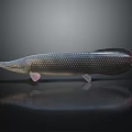 Slender Aquatic Animal with blue silver scales red tail on dark background and clear reflection