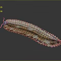 Colorful Millipede With Segmented Body And Shiny Rainbow Exoskeleton Details