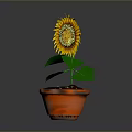Beautiful Sunflower Plant in Terracotta Pot with Green Leaves and Yellow Petals