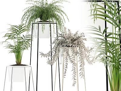 Indoor Potted Plants With Fern Palm And Metal White Stands For Home Decor 3d model