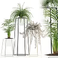 Indoor Potted Plants With Fern Palm And Metal White Stands For Home Decor
