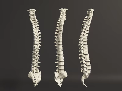 Human Thoracic Spine Anatomical Models Displayed In Three Different Anatomical Views 3d model