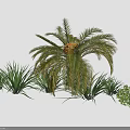 Lush Palm Tree Surrounded by Green Grass and White Flower Cluster